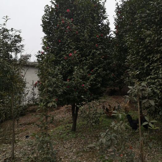 高县 大量出售各种规格，茶花（山茶花）：大红牡丹茶花，七星茶花