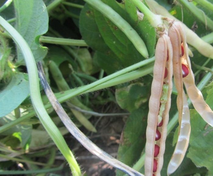 红小豆  【24年新豆包邮】黑龙江红小豆东北杂粮红豆老品种