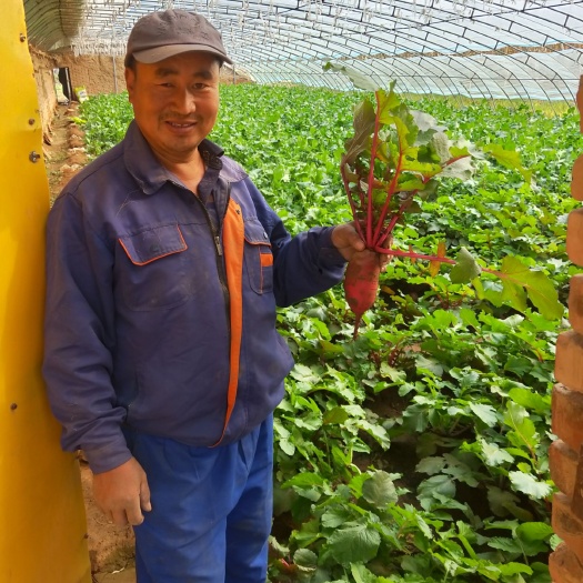 凤梨萝卜  芳芳家枫梨萝卜