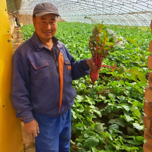 天津凤梨萝卜  芳芳家枫梨萝卜