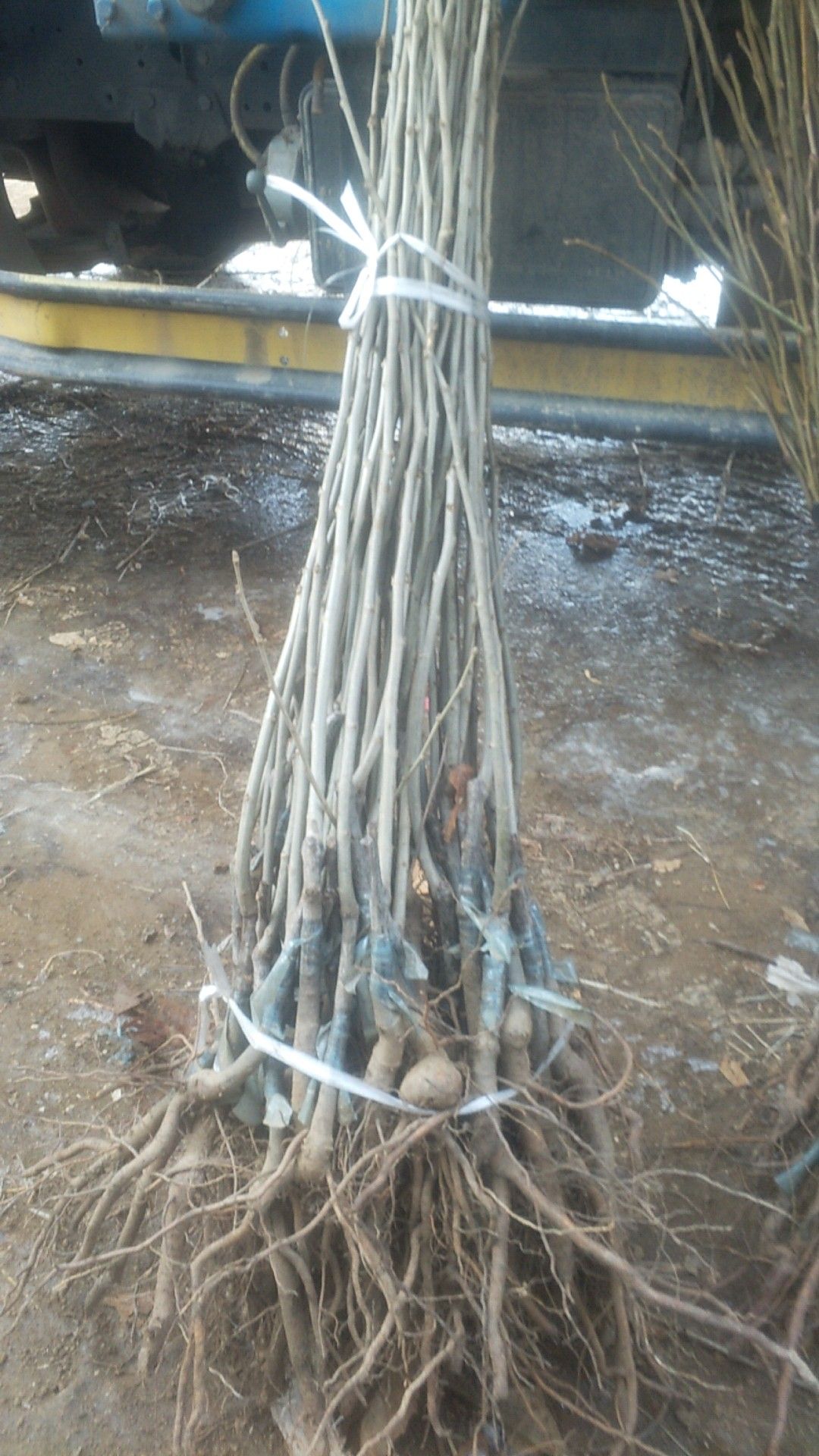板栗树苗  板栗苗 泰山板栗苗  板栗