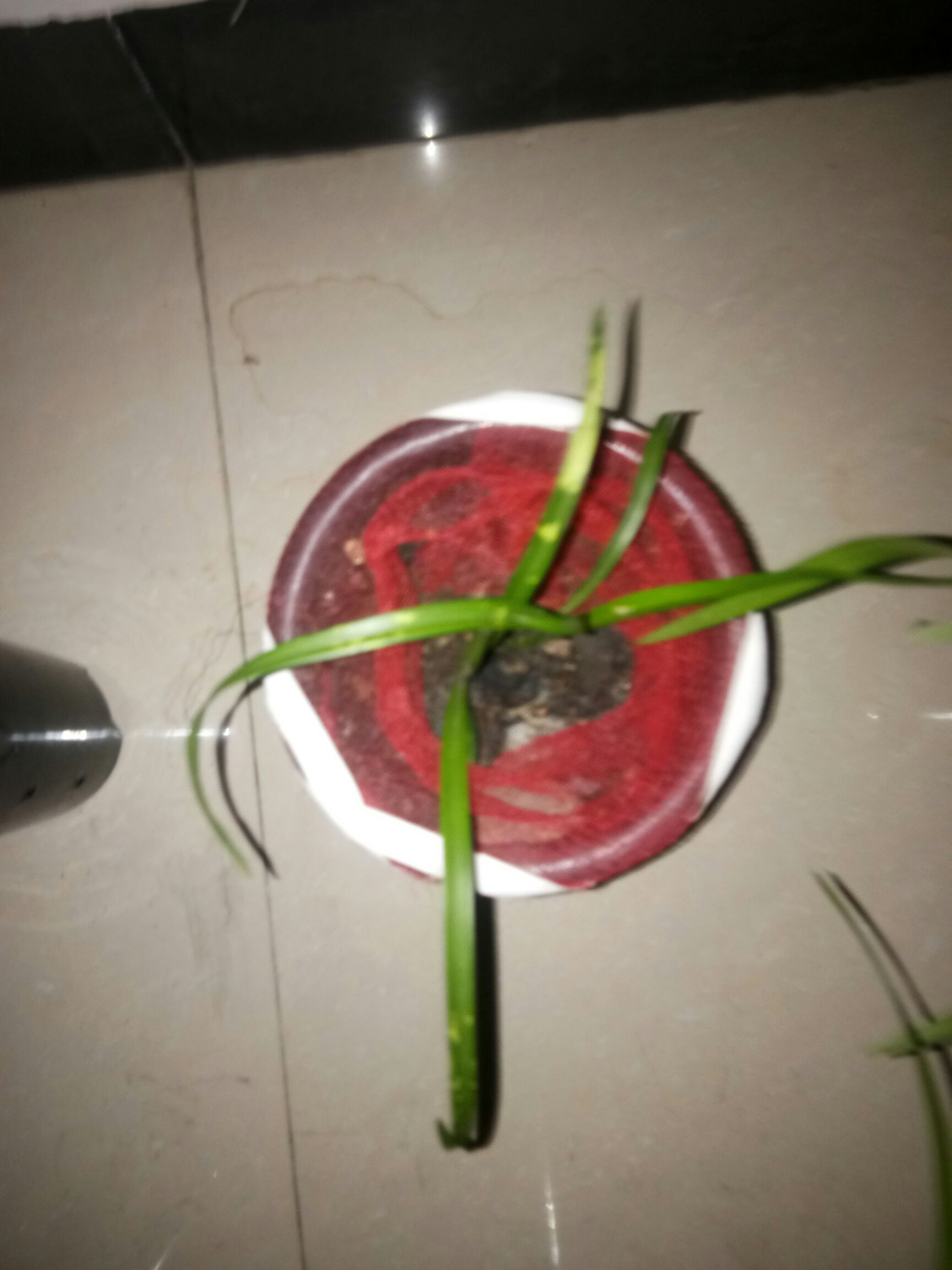 蕙兰 惠兰水晶引种苗