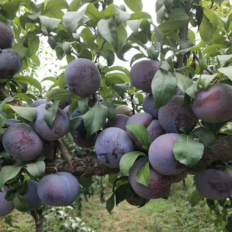  黑布林李子樹苗，果大，口感好，產(chǎn)量高，現(xiàn)挖現(xiàn)賣，基地直售