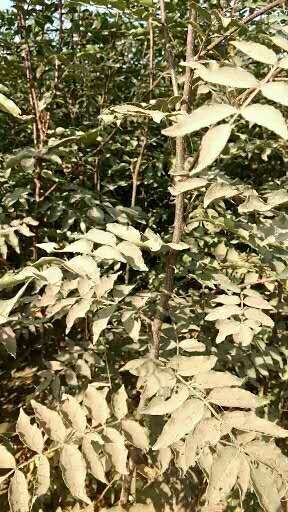 泰安 自家种植精品大红袍花椒苗，根系发达，成活率高