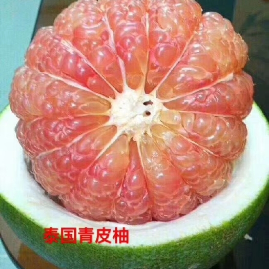 灵山县泰国青柚苗 泰国青皮柚子苗正品嫁接苗带杯带叶发货包邮南北方种植