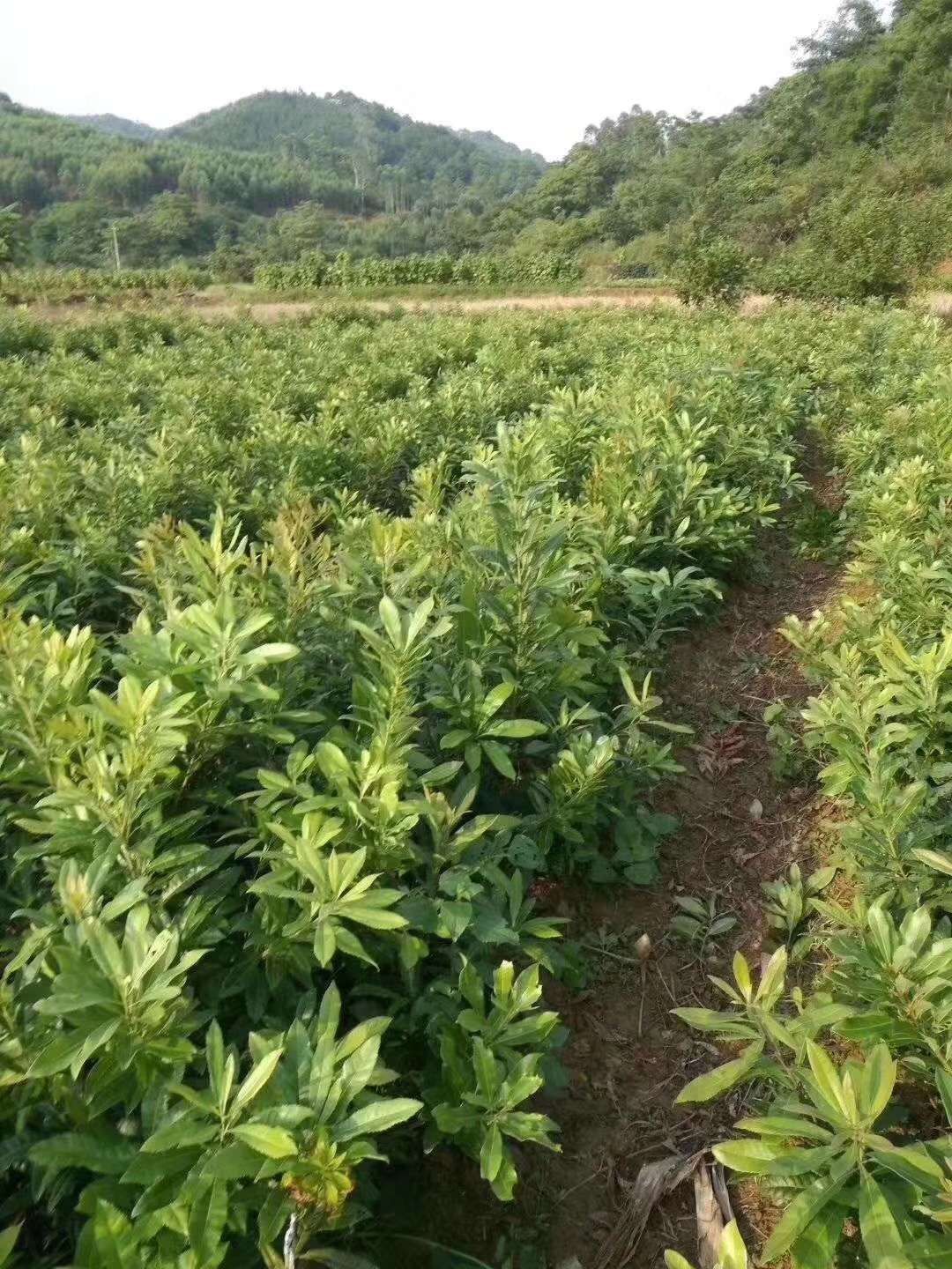 东魁杨梅树苗  大果迟熟品种东魁杨梅 甜而不酸 抗寒 南北方