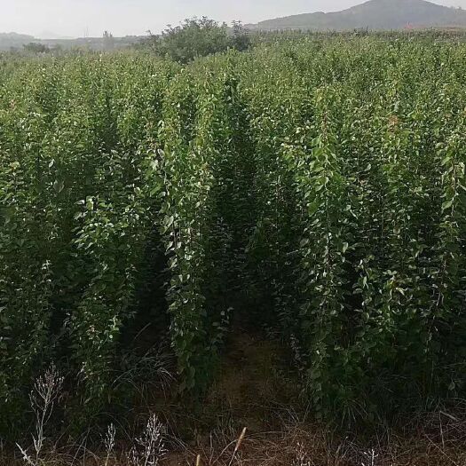荷蘭香蜜杏苗  正宗荷蘭香蜜杏，山東最早種殖地之一。果形端正，含糖高，儲存長