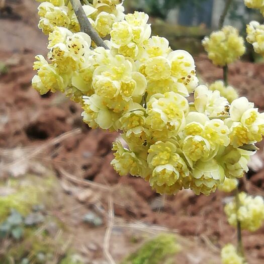 重庆市 山香椒树，又可以观赏，也是很好的香料，，花期时间长，