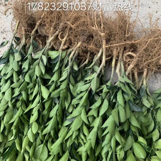 秀山 赣南纽荷尔脐橙苗