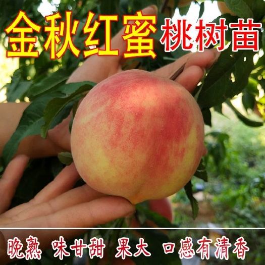 平邑县 金秋红蜜桃苗，嫁接苗，创吉尼斯纪录最甜桃子