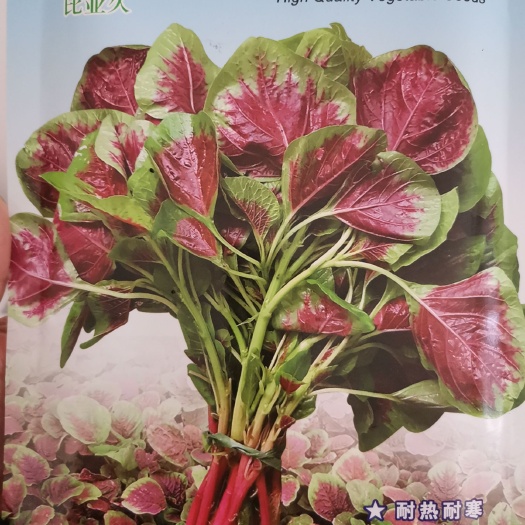大圆叶红苋菜种子，耐寒耐热，商品性好，口感佳