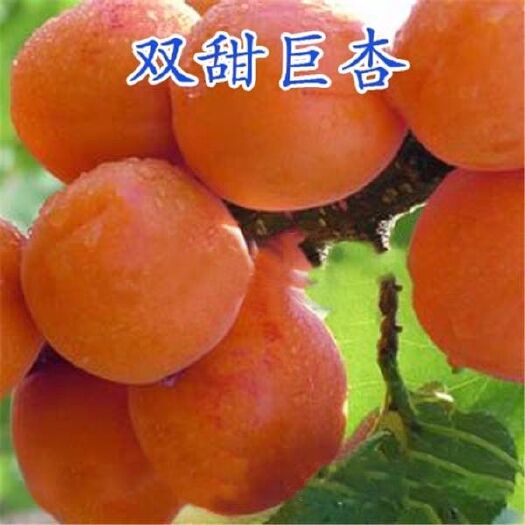 平邑县 沙金红杏树苗，高产果大，南北方均可种植， 【极力推荐】
