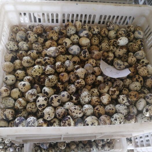 全椒县白羽鹌鹑蛋 大量供应新鲜蛋