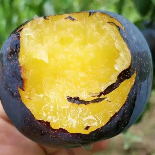 平邑县 黑布林李子树苗，果大，口感好，产量高，现挖现卖，基地直售