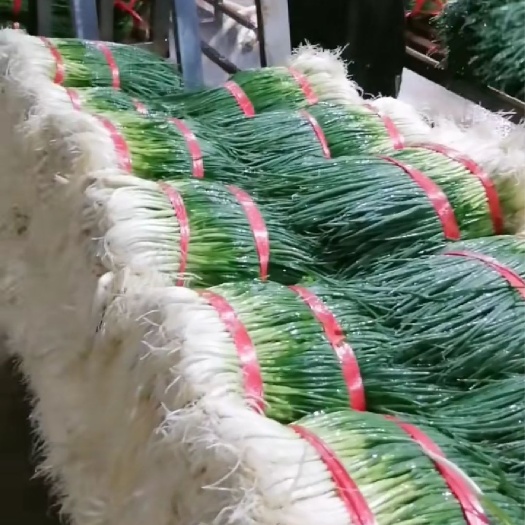 泸西县四季葱 云南优质四季黑葱白葱