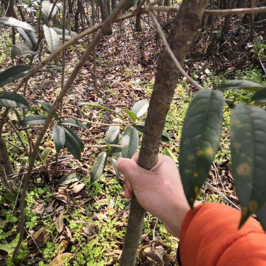 松滋市 处理 桂花树四季桂