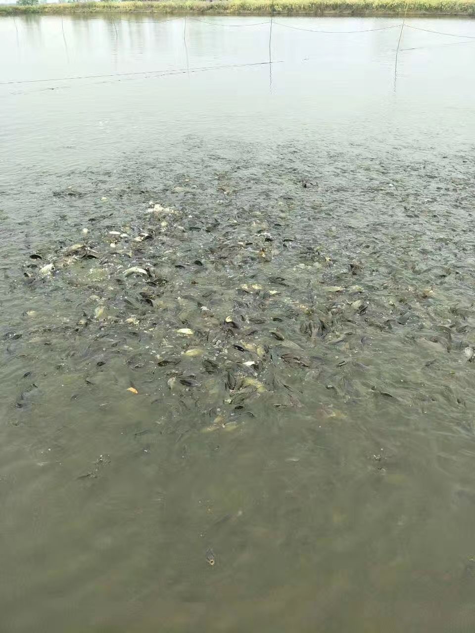 水库草鱼 出售各种淡水鱼