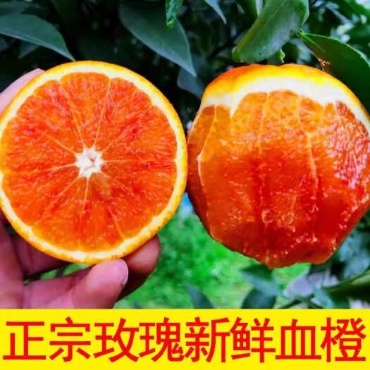 新宁县塔罗科血橙 玫瑰血橙 中华红橙 富含维C 增加抵抗力 爱心助农 感谢有您