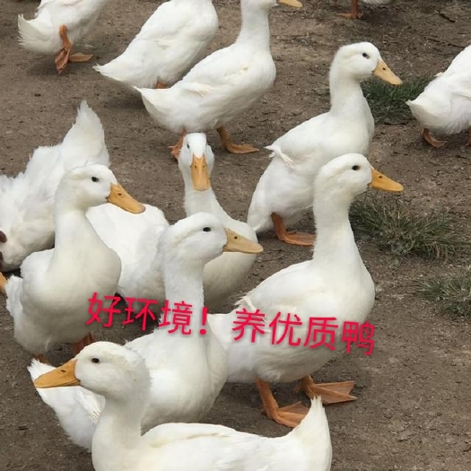 临高县 3000只白鸭6.5元一斤