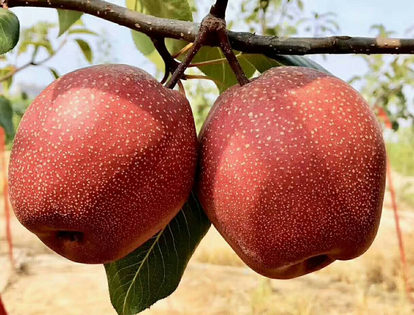 泰安 基地出售紅梨苗 奧紅一號梨樹苗 包成活 包豐產