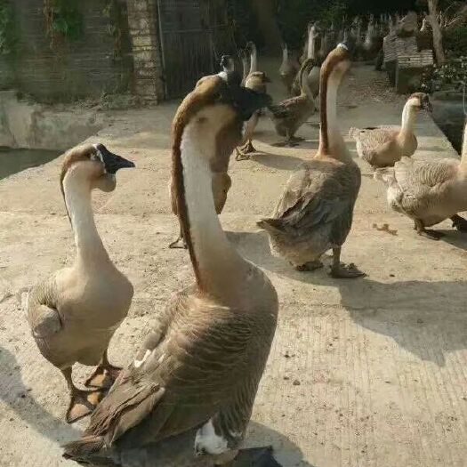 南宁狮头鹅苗 合浦狮头鹅