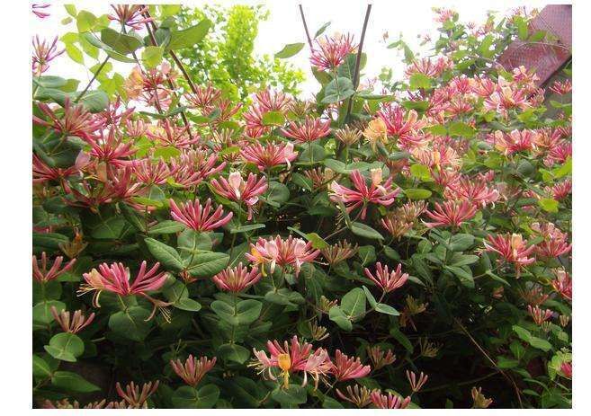 平邑县爬藤树形四季黄白金银花苗红色金银花苗盆栽庭院药用四季常青包