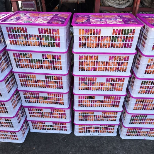 深州市耙耙柑 安华冷链长期供应粑粑柑，丑桔，沃柑