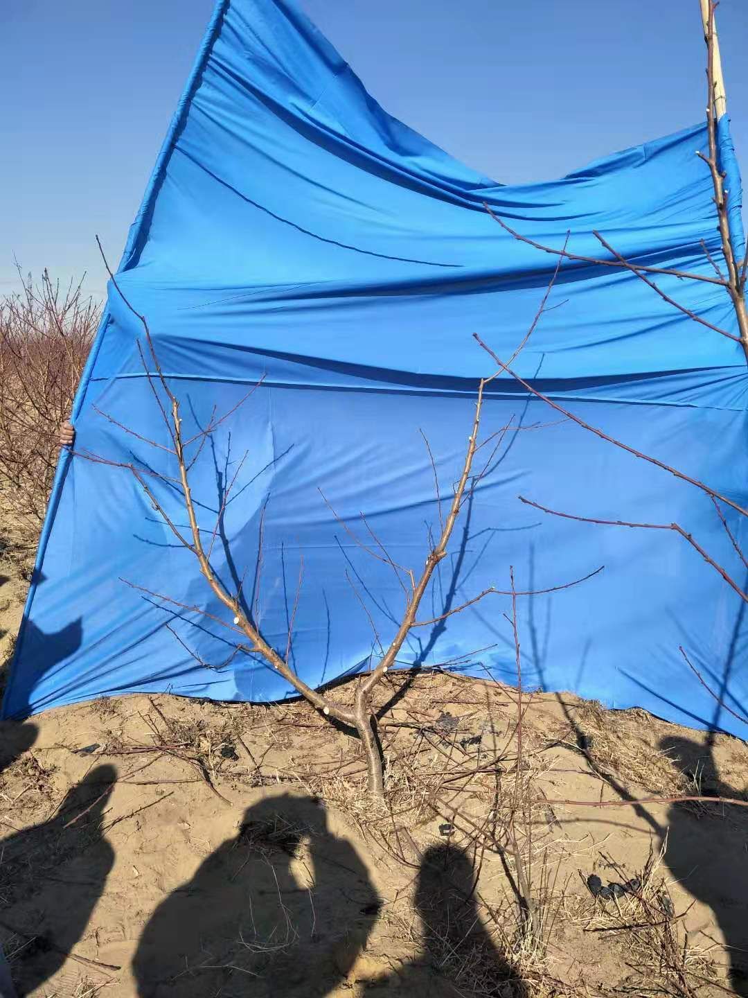 农技人员 果树冬剪专业团队，夏季复剪，河北省秦皇岛