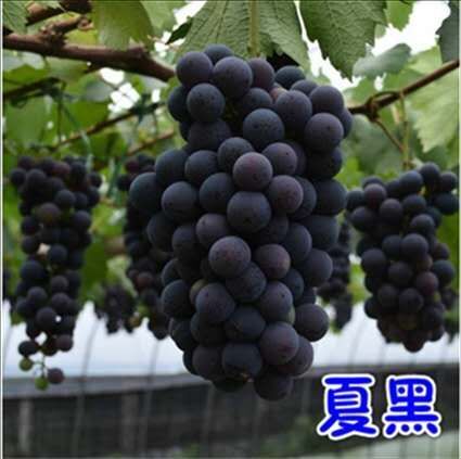肥城市夏黑葡萄苗