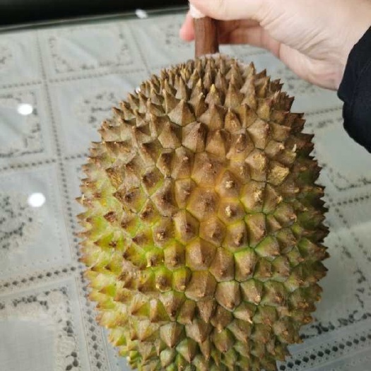 上海猫山王榴莲D197 正宗马来西亚猫山王一手货源