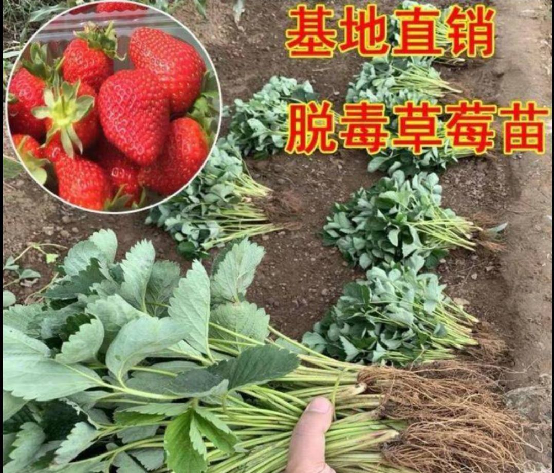 奶油草莓苗 10~20公分 地栽苗