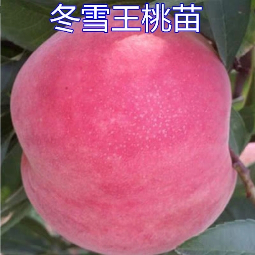 平邑县巨型冬桃苗 所有树苗都是自家精心培育嫁接的，每一颗都是现挖现发保证成活率
