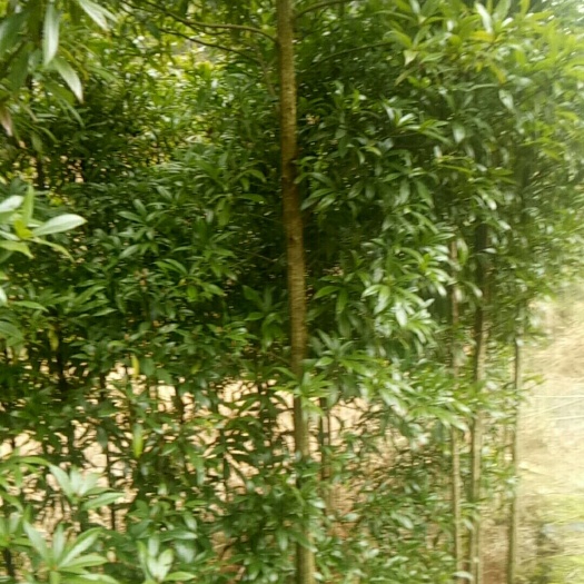 新化县 我合作社有大量的金丝楠木，各种规格供顾客选购，请打忧。