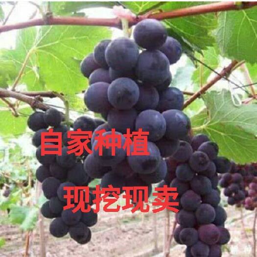 平邑县 葡萄苗巨峰甜蜜蓝宝石南方种植爬藤大庭院盆栽阳光玫瑰香葡萄树