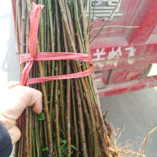 镇宁县蜂糖李树苗 今天发嫩苗，需要的抓紧了！