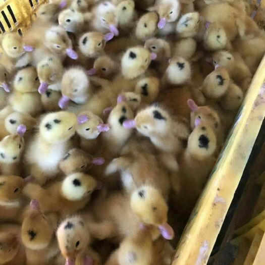 南宁肉鸭苗  厂家直销包疫苗