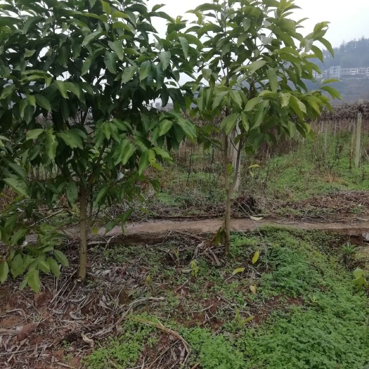 重庆市 黄角兰，每个月都开花，缅甸品种，叶大叶黄