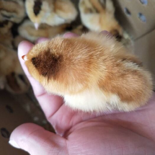 南宁 土鸡苗