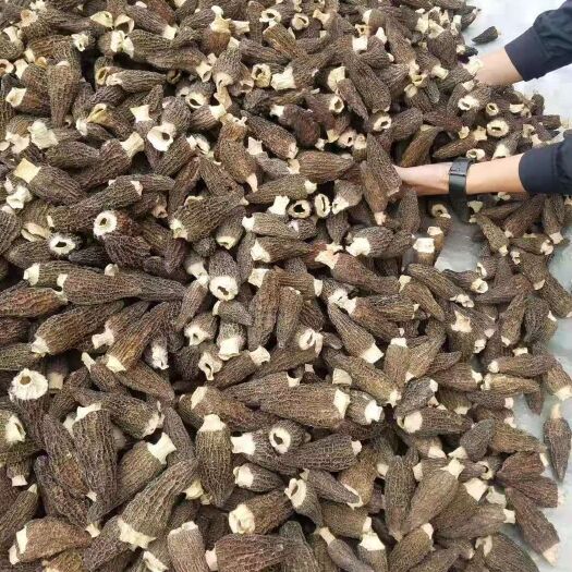 崇州市 羊肚菌干品