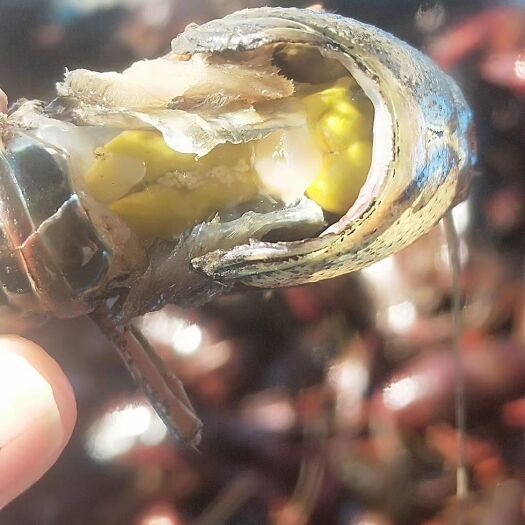 灌云县青红虾 种虾