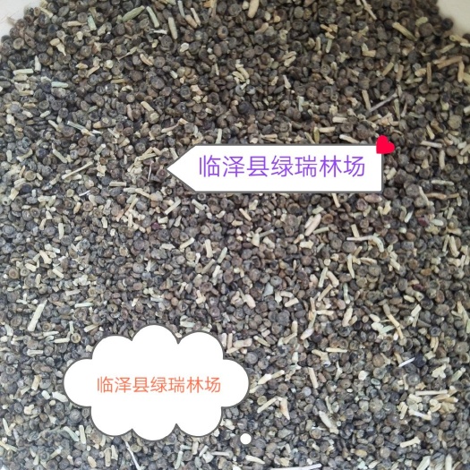梭梭种子当年纯新货无中介直接销售