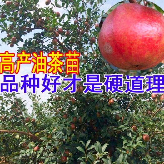 丰城市油茶树  长林系列高产油茶苗
