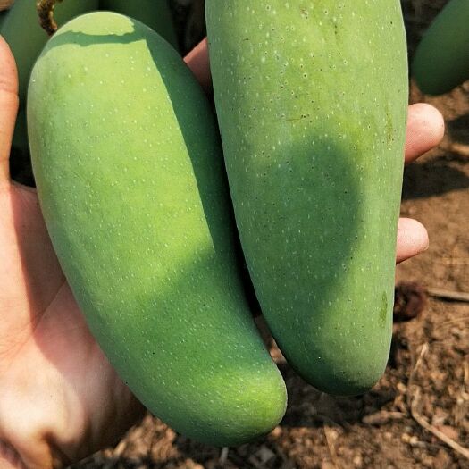 乐东县象牙芒 乐东像牙