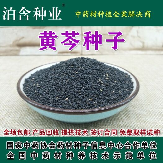 安国市 黄芩种子 筛选净货
