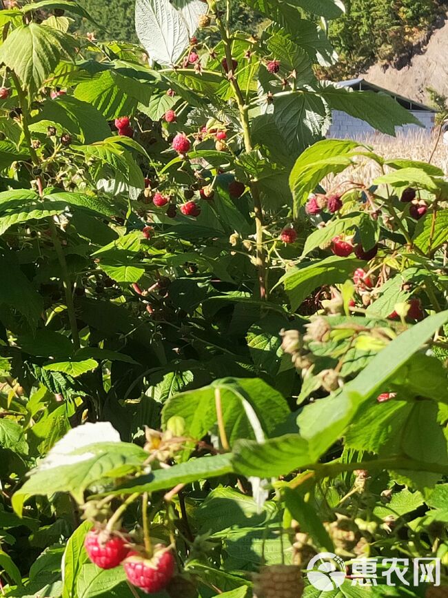 红树莓树莓苗，双季树莓当年栽苗当年挂果产量高甜度好。