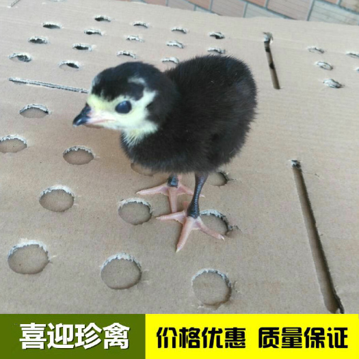 新兴县汽运100只火鸡苗起发货