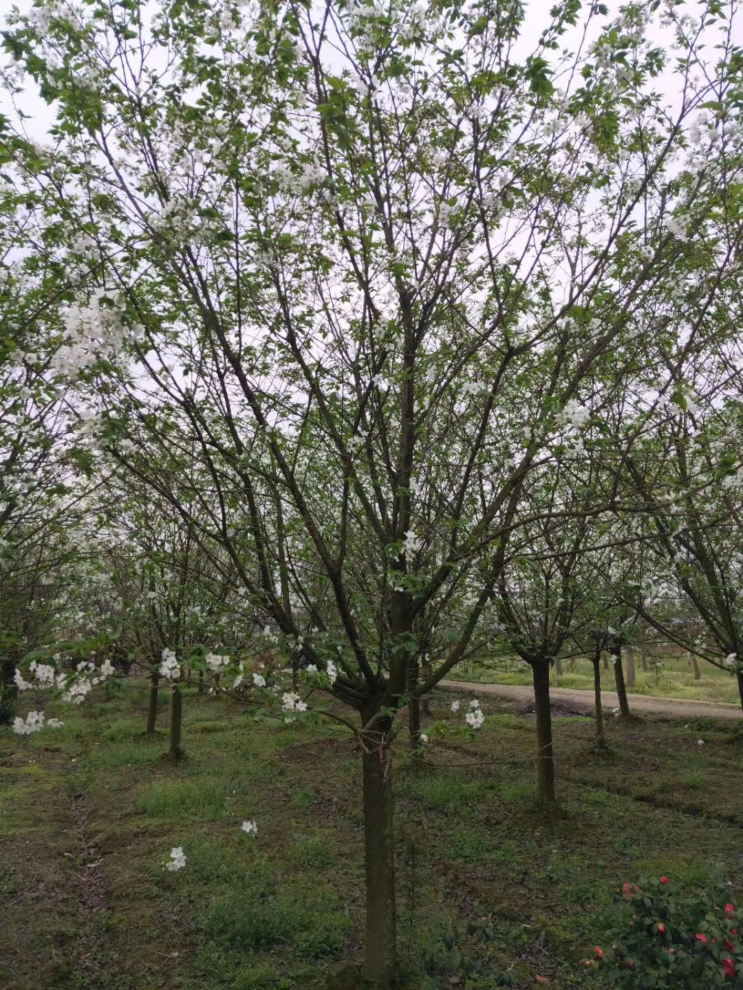  早樱，东京樱花，四川早樱基地出售，成都早樱批发价格