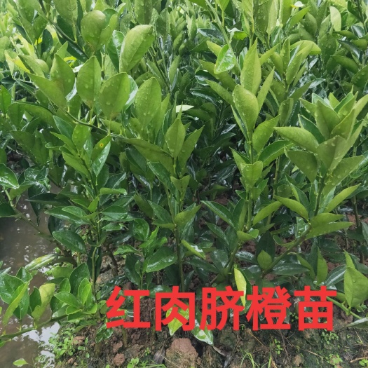 江永县赣南脐橙苗  红肉脐橙苗 嫁接苗 0.5米以下
