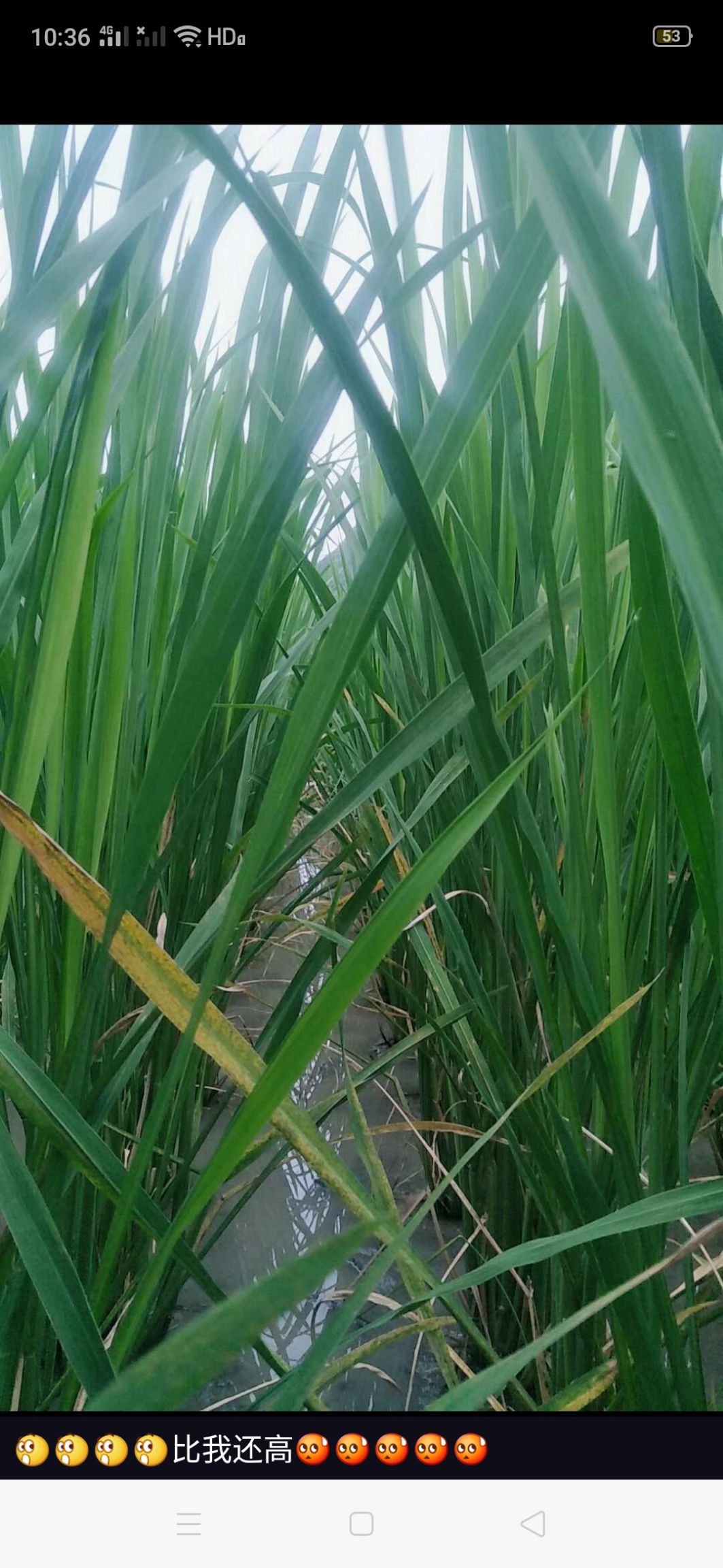  茭白苗   单季特早熟茭白苗  双季早熟茭白苗