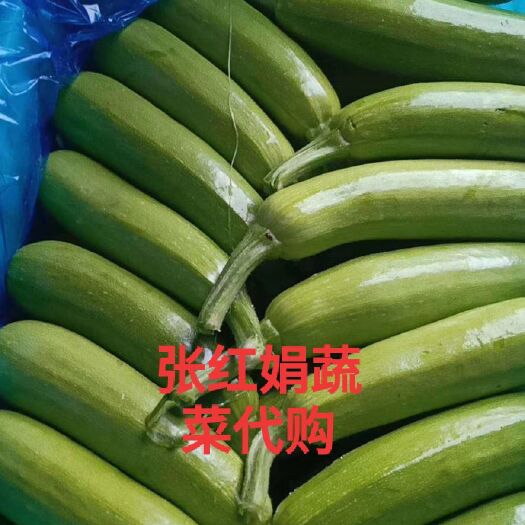 晋中绿皮西葫芦  条形好  颜色绿 货量大